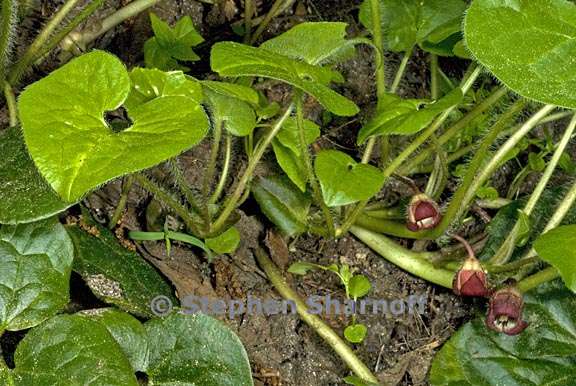 asarum lemmonii 2 graphic